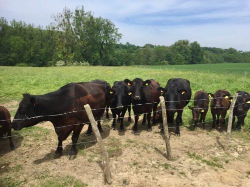 Schaken in de polder